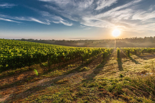 La importancia del riego en el viñedo: nutriendo el crecimiento de las vides